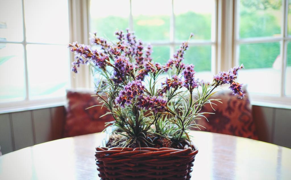 Hambro Arms Hotel Milton Abbas Luaran gambar